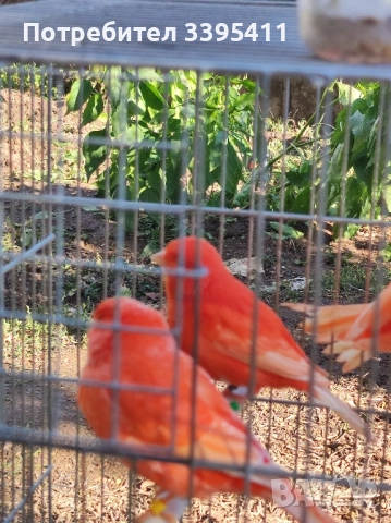 продавам цветни канари Жълти Червени Глостери и Венецуелски Скатии , снимка 2 - Канари - 52323560