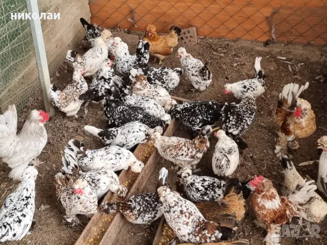 продавам яйца от бреговска джинка, снимка 2 - други­ - 49700485