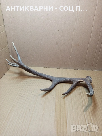 Стар Единичен Еленски Рог Рога Тегло 1.350кг. НОМЕР 707., снимка 2 - Антикварни и старинни предмети - 53500297