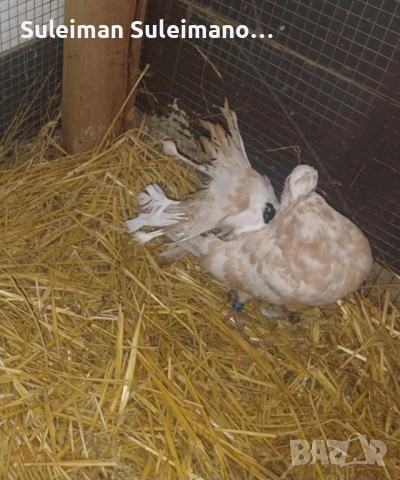 Фенерли 8 броя 60 лв, снимка 3 - Гълъби - 52570374