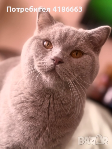 Британска късокосместа цвят люляк за разплод 