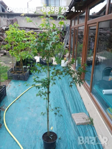 Японски клен - АЦЕР Налични 5 вида Студоустойчиви, снимка 7 - Разсади - 50406492