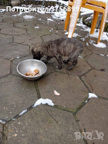 Женски кангал Анадолска овчарка, снимка 3 - Кангал - 53522638