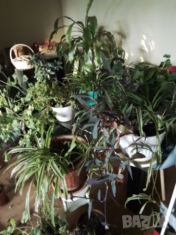 Стайно цвете Дефимбахия 3бр.идруги, снимка 4 - Стайни растения - 39397018