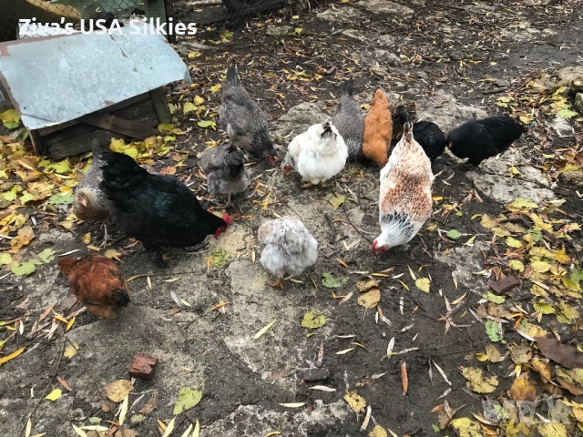 много хубава група кокошки носачки и легбар!