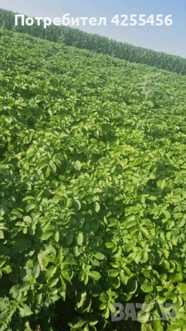 Продавам картофи , снимка 3 - Домашни продукти - 52225711