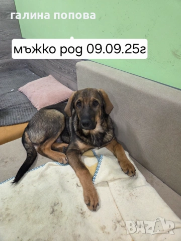 Търся стопани на кученца, снимка 5 - Други - 53074703