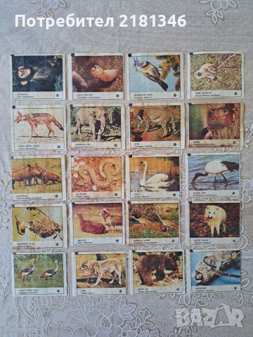 Картинки от дъвки , снимка 2 - Колекции - 37632313