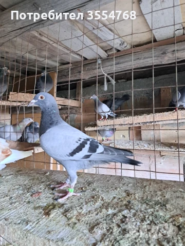 Продавам спортни гълъби , снимка 5 - Гълъби - 50760807