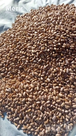 Домашно отгледан шарен боб - реколта 2025. Без химия - произведен за линча употреба, снимка 2 - Домашни продукти - 52792919