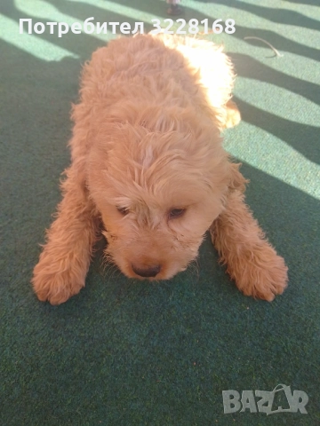 кученце за трюфели