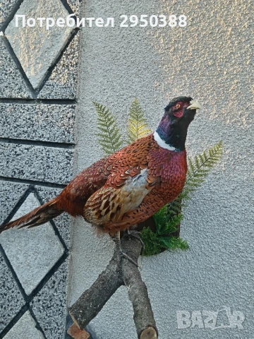 ПРЕПАРИРАН МЪЖКИ ФАЗАН 