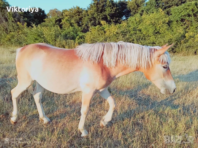 Селскостопански животни, кончета, снимка 6 - Коне - 50977814