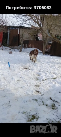 Шпрингера се продава на година и половина има интерес към гъбата копае и апортира мъжко , снимка 4 - Кокер шпаньол - 53390436