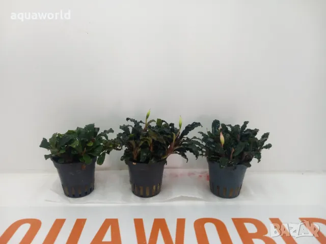 "ПРОМОЦИЯ" Буцефаландра (Bucephalandra blue green), снимка 1