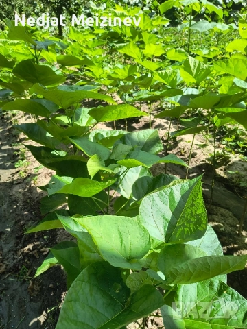 Каталпа НАНА фиданки, снимка 2 - Разсади - 51791021