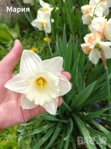 Предлагам 5 сорта много едри нарциси, снимка 4 - Сортови семена и луковици - 51213645
