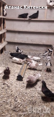 ПАЗАРДЖИШКИ ВИСОКО ЛЕТЦИ ЗА ДЪЛГОТРАЕН ВИСОК ПОЛЕТ, снимка 6 - Гълъби - 26511341