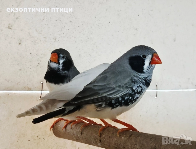 Джъмбо Амадини - Бартер, снимка 5 - Папагали - 52866749