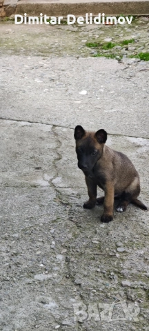 Белгийска овчарка - малиноа