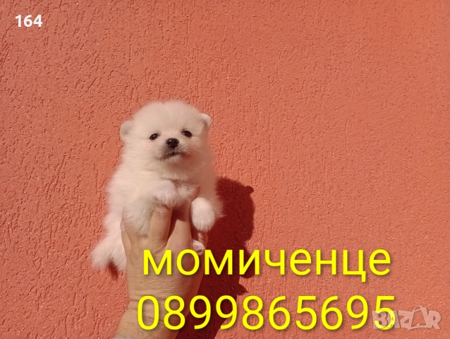 Бели Померани. Реални снимки от 29.12.25 г. , снимка 9 - Померан - 52908974