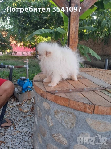 Померан , снимка 4 - Померан - 51494832