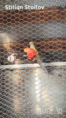 Чифт оранж рубино, снимка 2 - Папагали - 48960183