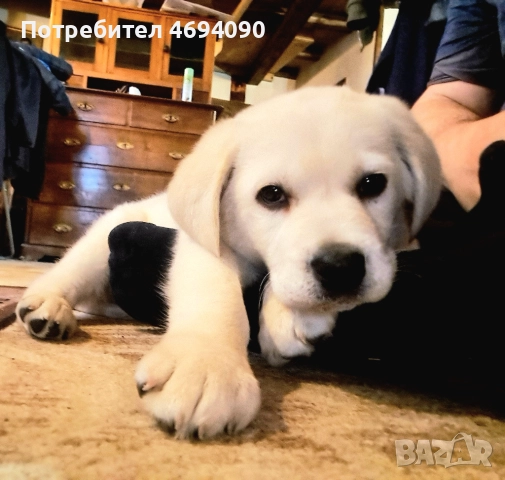 Прекрасно мъжко лабрадорче