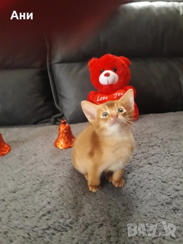 НОВОГОДИШНА ПРОМОЦИЯ.АБИСИНСКО КОТЕНЦЕ, снимка 7 - Други - 52790557