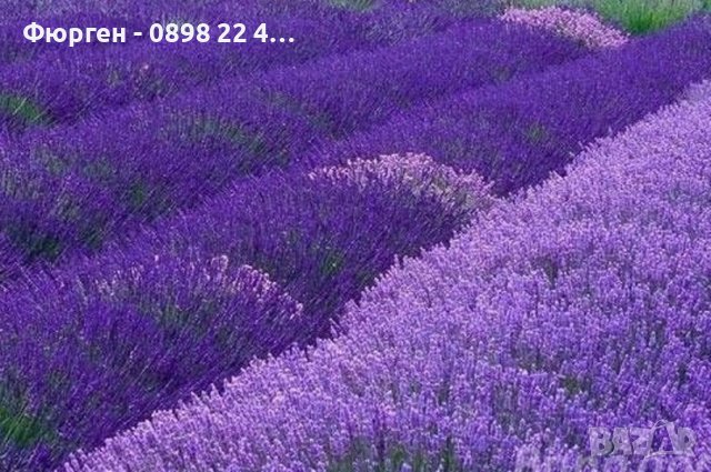 Лавандула - Разсад     При покупка на 5 бр - 1 бой подарък При покупка на 10 бр - 3 броя подарък, снимка 3 - Разсади - 37824400
