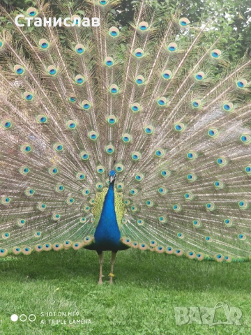 Продавам пауни, снимка 3 - други­ - 53481768