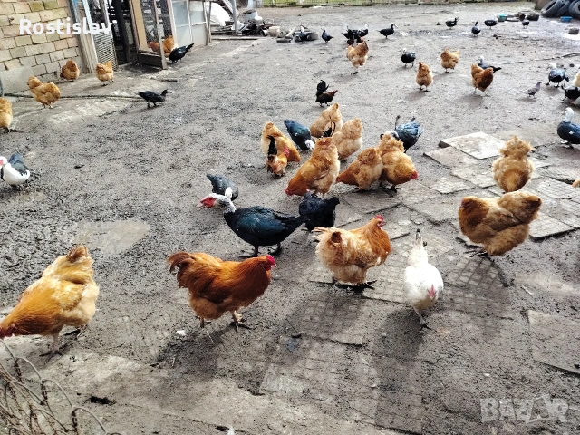 породисти кокошки , снимка 4 - Кокошки и пуйки - 53486745