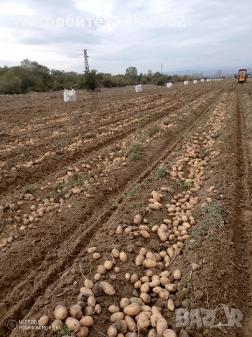 Картофи за консумация Сорая, снимка 5 - Домашни продукти - 52327531