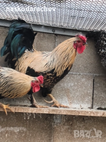 Продавам петли за клане за Петльовден или за разплод, снимка 4 - Кокошки и пуйки - 53021356