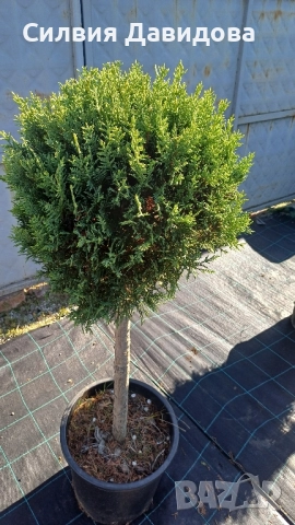 Лейландски кипарис щам топка, пон пон, спирала