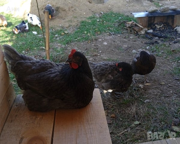 Био яйца от домашни щастливи кокошки в планинско село, снимка 9 - Домашни продукти - 43290905