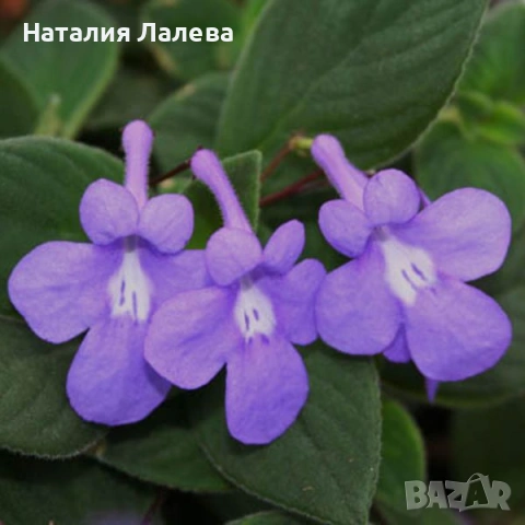 Стрептокарпела, streptocarpella