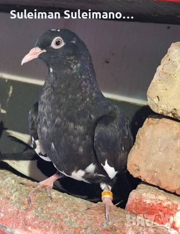 Гълъби на въртене всичко 50 лв, снимка 2 - Гълъби - 52655643