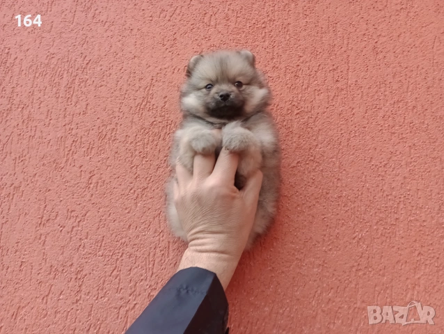 Мъжки Померани. Снимки от 18.02.26 г. , снимка 4 - Померан - 53464972