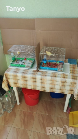 Мъжко и женско,тазгодишни.Орфей, снимка 12 - Канари - 52772739