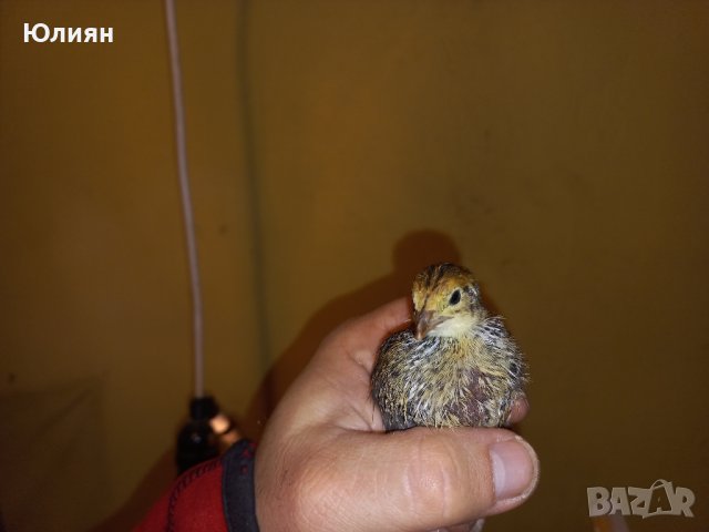 Пъдпъдъчи яйца и пъдпъдъци, снимка 2 - други­ - 43821849