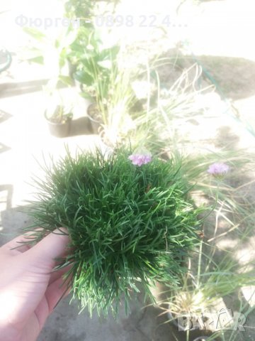 Армерия вечнозелена , снимка 6 - Градински цветя и растения - 27586418