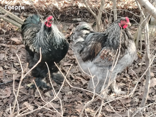 Продавам петли Брама и Каюги, снимка 5 - други­ - 52947667