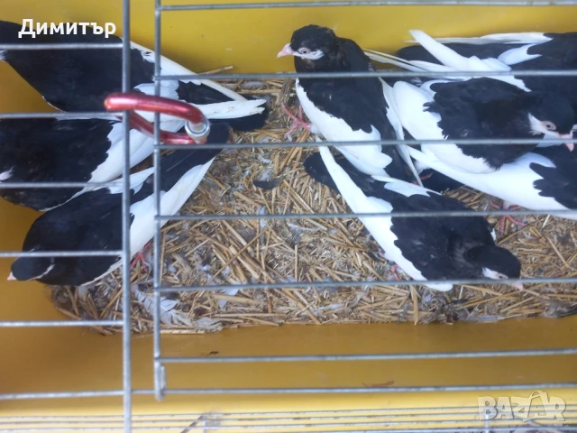 Продавам гълъби Ямболски Акмани , снимка 6 - Гълъби - 50425295