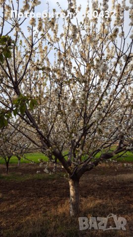 Овощна градина череши от собственик, снимка 12 - Земеделска земя - 26207054