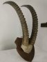 Уникален трофей  рога   антилопа Сейбъл. , снимка 12