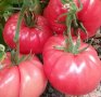 Продавам разсад домати краставици пипер ягоди тиквички и др, снимка 3