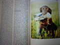 "Енциклопедия на кучето"-Германия, снимка 17