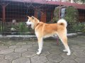 Акита ину, снимка 2