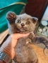 Продавам котета, снимка 2